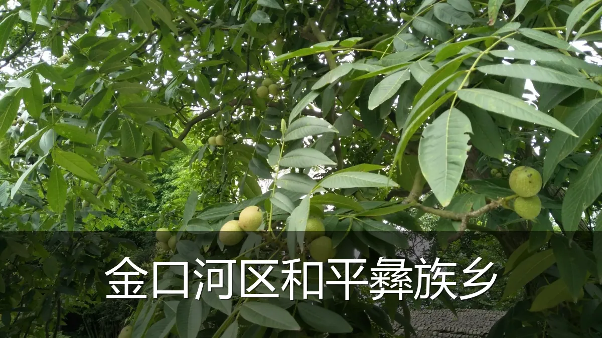 金口河区和平彝族乡